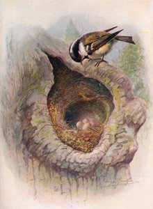 Carbonero - Parus ater de George James Rankin