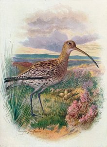 Zarapito - Numenius arquata, c1910 de George James Rankin