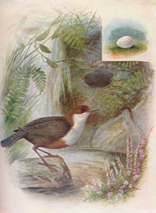 Mirlo acuático - Cinclus aquaticus, c1910, 1910 de George James Rankin
