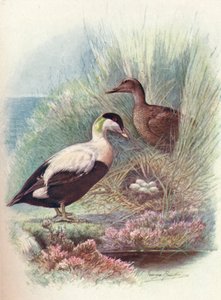 Eider-Duck - Somateria mollissima