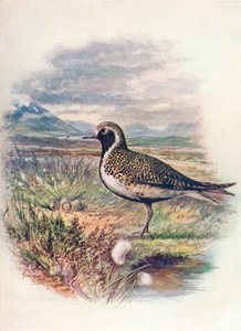 Chorlito dorado - Charadrius pluvialis de George James Rankin