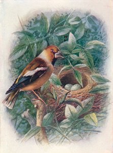 Picogordo - Coccothraustes vulgaris, c. 1910, 1910 de George James Rankin