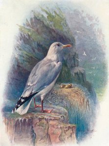 Gaviota argéntea - Larus argentatus, c1910, 1910 de George James Rankin