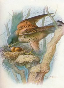 Cernícalo - falco tinnunculus, c. 1910, 1910 de George James Rankin