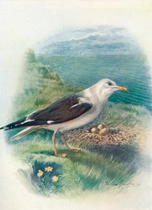 Gaviota sombría - Larus fuscus, c1910, 1910 de George James Rankin