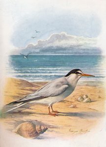 Charrancito - Sterna minuta, c. 1910, 1910 de George James Rankin