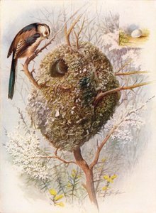 Mito de cola larga - Acredula caudata, c1910 de George James Rankin