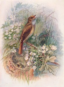 Ruiseñor - Daulias luscinia, c1910, 1910