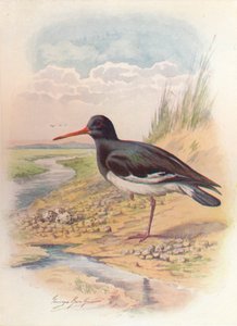 Ostrero - Haematopus ostralegus, c1910, 1910 de George James Rankin