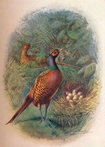 Faisán - Phasianus colchicus, c1910 de George James Rankin