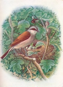 Alcaudón dorsirrojo - Lanius collurio, c. 1910, 1910 de George James Rankin