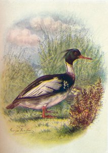 Serreta Mediana - Mergus serrator, c1910, 1910