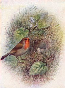Petirrojo - Erithacus rubecula de George James Rankin