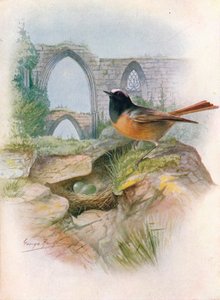 Colirrojo real - Ruticilla phoenicurus, c1910 de George James Rankin