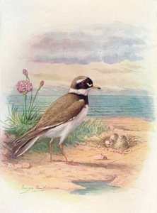 Chorlitejo grande - Aegialitis hiaticola, c. 1910 de George James Rankin