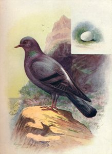 Paloma bravía - Columba livia, c1910