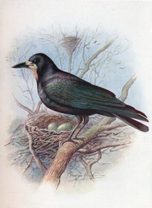 Grajo - Corvus frugilegus, c1910, 1910 de George James Rankin