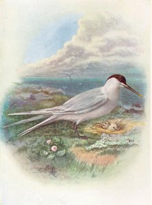 Charrán patinegro - Sterna cantiaca, c. 1910 de George James Rankin
