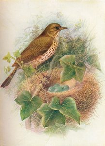 Zorzal común - Turdus musicus de George James Rankin