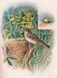 Papamoscas gris - Muscicapa grisola, c. 1910 de George James Rankin