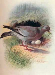 Paloma Torcaz - Columba oenas de George James Rankin