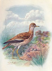 Alcaraván, Chorlito de Norfolk, o Alcaraván común - OEdicnemus scolopax de George James Rankin