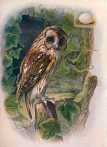 Búho pardo - Syrnium aluco, c1910, 1910 de George James Rankin