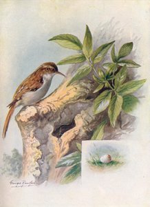 Trepador - Certhia familiaris, c1910, 1910 de George James Rankin
