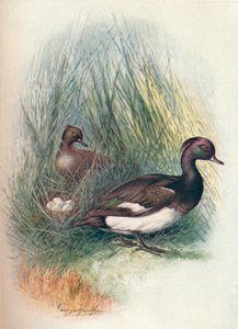 Porrón moñudo - Fuligula cristata, c1910, 1910 de George James Rankin