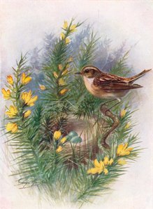 Tarabilla - Pratincola rubetra, c1910, 1910 de George James Rankin