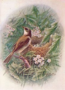 Curruca - Sylvia cinerea, c1910 de George James Rankin
