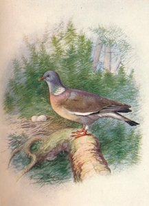 Paloma torcaz o paloma de collar - Columba palumbus, c. 1910 de George James Rankin
