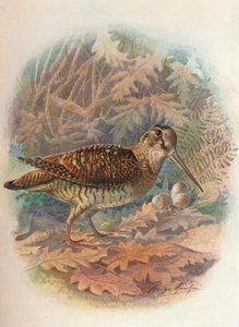Becada - Scolopax rusticula, c. 1910, 1910