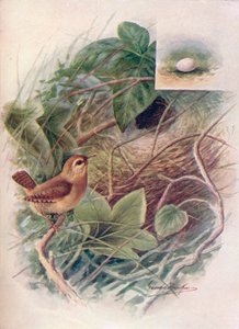 Chochín - Troglodytes parvulus, c1910 de George James Rankin