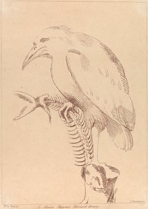 Sin título: Pájaro sosteniendo el esqueleto de un pez