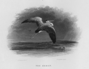 La Garza de George Lance