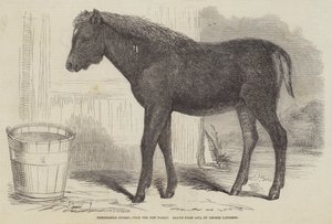 Híbrido notable, del New Forest de George Landseer
