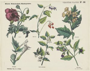 Plantas venenosas (título del objeto)
Nuevos grabados infantiles holandeses (título de la serie en el objeto) de George Lodewijk Funke