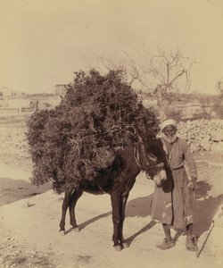Burro cargando raíces y ramitas como combustible, Palestina, c.1900 (foto))