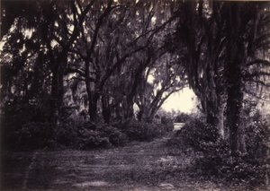 Bonaventure, Savannah, Georgia de George N. Barnard