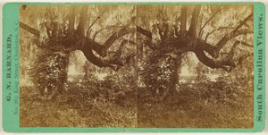 [Live Oaks, Cementerio Magnolia]
