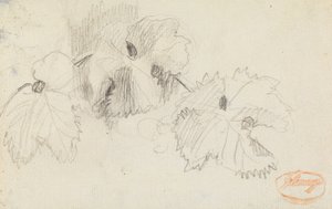Estudio de las hojas 1 de George Romney