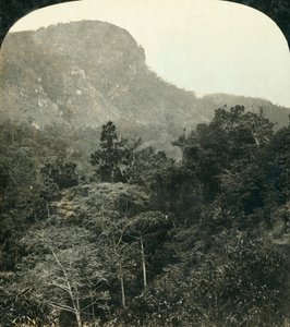 Vegetación Tropical en la Garganta del Río Barron,...Cairns, Queensland, Australia, c1909 de George Rose