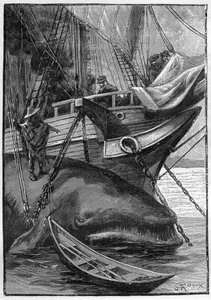 Novela de Julio Verne "Les histoires de Jean-Marie Cabidoulin" (1901), Colección Hetzel/Extraordiaires, ilustración de George Roux. "Ballena amarrada a un barco ballenero"