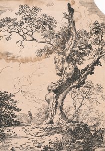Hombre y gran árbol en un paisaje