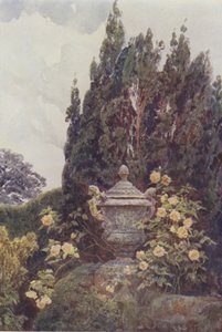 Gloire de Dijon, Penshurst de George Samuel Elgood