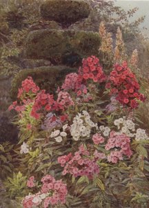 Flox de George Samuel Elgood