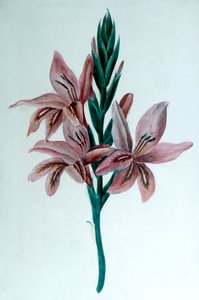 Glaieul Gladiolos, siglo XIX