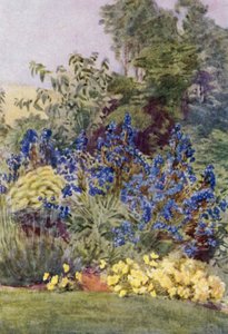 Anchusa Italica variedad Dropmore, el Dropmore Alkanet, con Clematis recta y Violas de George Soper
