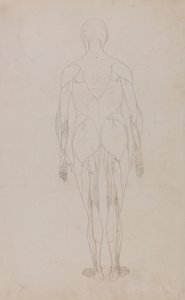 Exposición anatómica comparativa de la estructura del cuerpo humano con la de un tigre y un ave común: Figura humana, vista posterior (Estudio complementario de la Tabla XII) de George Stubbs